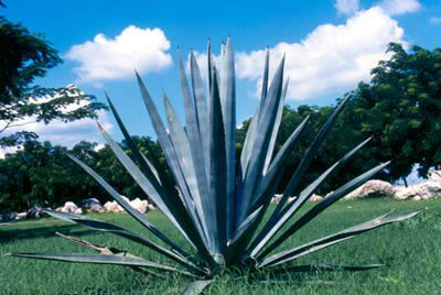 Penca de Henequ&eacute;n