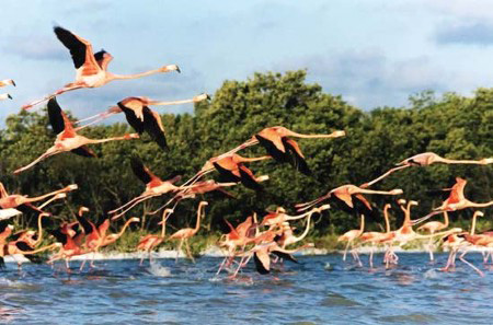 Flamingos de Celest&uacute;n